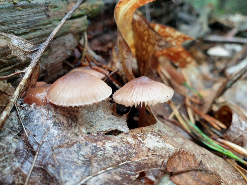 A photo of three mushrooms of Mycena species.