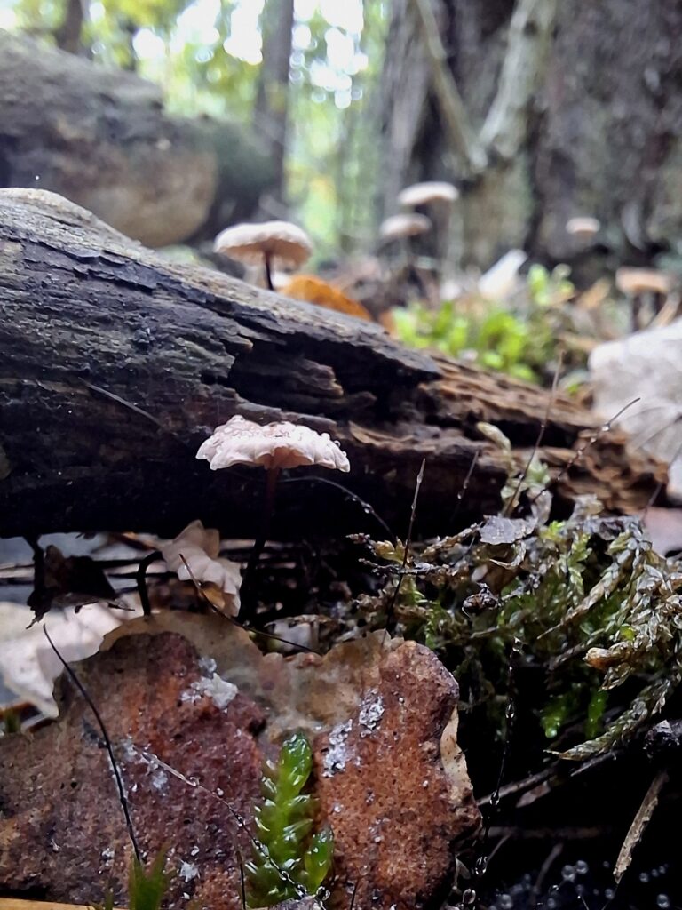 A photo of multiple mushrooms of Mycena species.