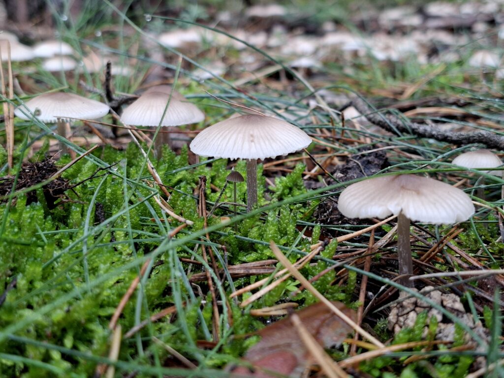 A photo of three mushrooms of Mycena species.